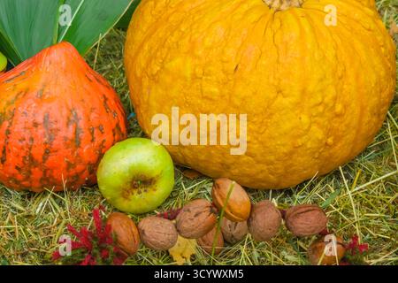 Two vibrant pumpkins in orange and red tones rest on straw beside a green apple and walnuts. The composition captures the essence of autumn abundance Stock Photo