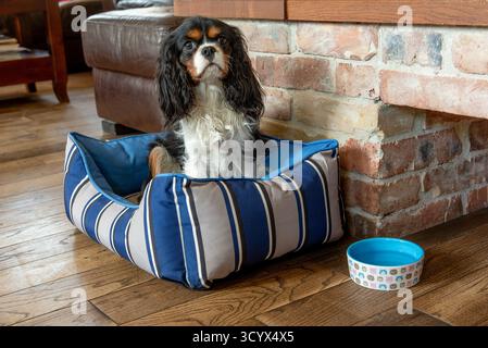 A tricolor Cavalier King Charles Spaniel sits in a striped pet bed beside a water bowl on a wooden floor in a cozy home interior. Stock Photo