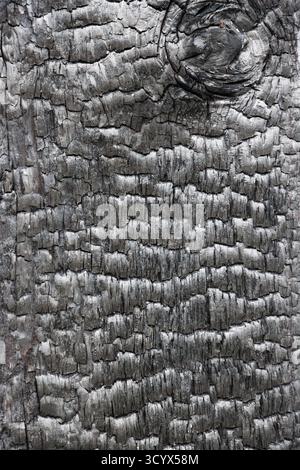 Abstract black burnt wood charcoal textured background Stock Photo
