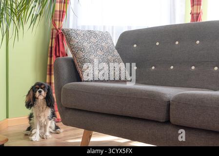 A tricolor cavalier king charles spaniel sits near a gray couch in a cozy home interior. Stock Photo