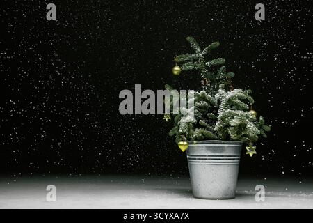 live spruce in a bucket on a dark background with snow, christmas concept. Stock Photo