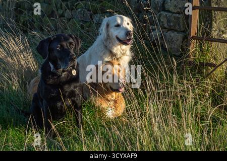 Three dogs (gundogs, golden retrievers and a black labrador) in a field next to a dry stone wall. Two are sitting, one dog is lying down. Stock Photo
