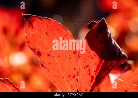 Butterfly(nymphalidae) resting on dead leaves, at garden, Yokote City, Akita Prefecture, Tohoku region, Japan, East Asia, Asia Stock Photo
