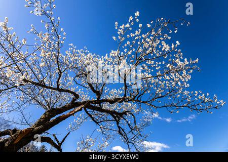 Plum blossoms, Ogose Plum Grove, famous Plum tree park, Ogose-cho(town), Saitama, Japan, East Asia, Asia Stock Photo
