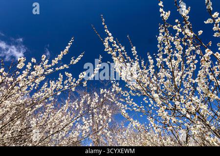 Plum blossoms, Ogose Plum Grove, famous Plum tree park, Ogose-cho(town), Saitama, Japan, East Asia, Asia Stock Photo
