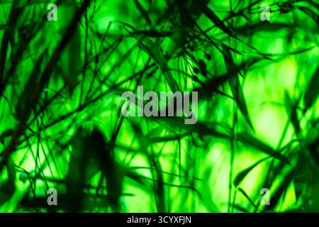 Vibrant Green Foliage. Abstract blurred image of vibrant green foliage with glowing light effects in a natural setting. Stock Photo