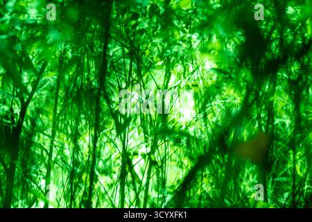 Blurred Green Jungle Plants. Abstract blurred green jungle plants with glowing backlight creating a serene atmosphere. Stock Photo