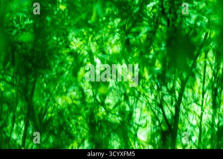 Abstract Green Plant Blur. Blurry abstract image of green plants in a dense formation with soft glowing light. Stock Photo