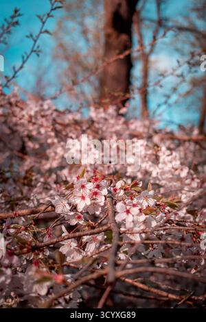 A close-up view of cherry blossoms in full bloom, with delicate pink and white flowers. Stock Photo