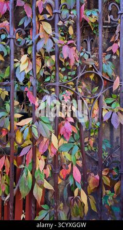 A wrought iron fence entwined with autumn leaves of Virginia creeper Parthenocissus Stock Photo