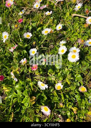 Wild daisies blooming in a green spring meadow Stock Photo