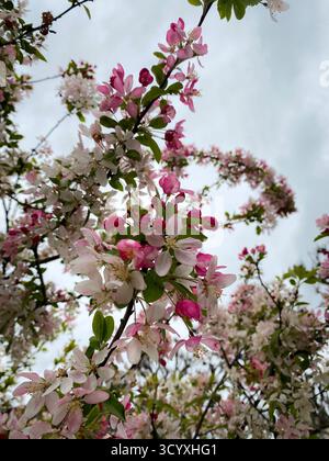 Pink and white spring blossoms on tree branches under cloudy sky Stock Photo