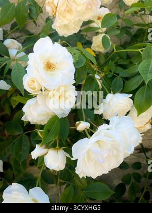 White roses blooming on a garden wall in sunlight Stock Photo