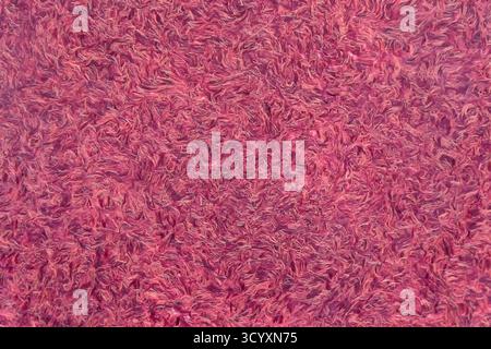 Red plush carpet texture with swirling fibrous pattern. Backgrounds and textures Stock Photo