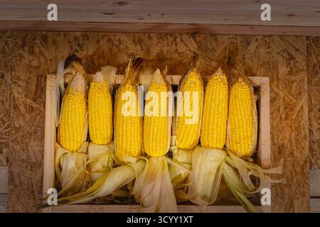 A close up view of ripe golden corn cobs neatly arranged in a rustic wooden crate. The warm yellow tones of the kernels contrast beautifully with the Stock Photo
