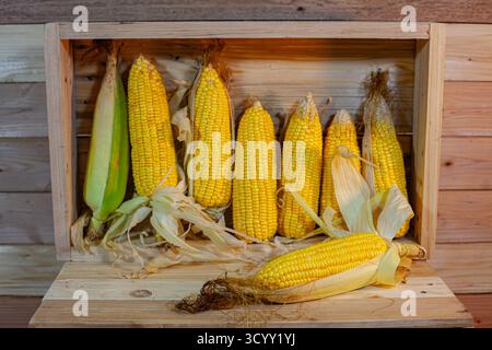 A close up view of ripe golden corn cobs neatly arranged in a rustic wooden crate. The warm yellow tones of the kernels contrast beautifully with the Stock Photo