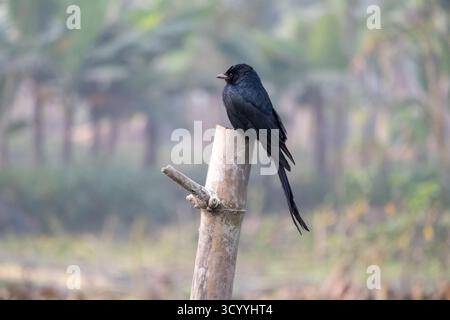 A black bird is resting on a dry bamboo pole with blurred background. The black drongo (Dicrurus macrocercus) is a small Asian passerine bird of the d Stock Photo