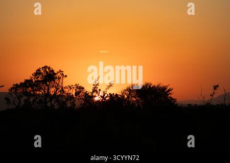 Silhouette of acacia trees and african savanna brush against a vibrant orange and yellow sunset in Serengeti National Park Stock Photo