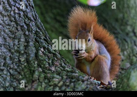 A quiet squirrel sits in a tree and eats a nut, squirrel (Sciurus vulgaris), wildlife, Germany Stock Photo