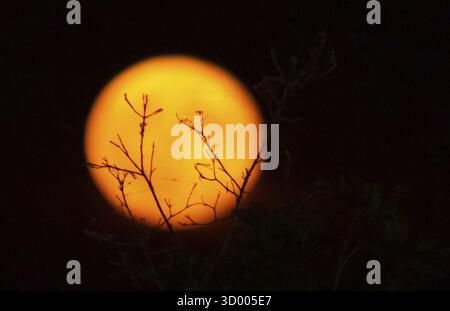 Full red moon between branches Stock Photo