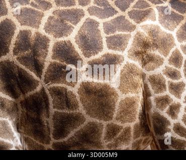 Close up shot of giraffe skin Stock Photo