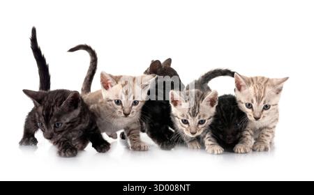 bengal cat in front of white background Stock Photo