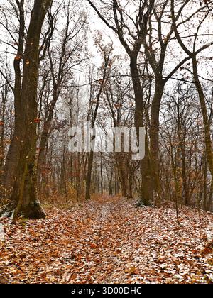 Footpath in autumn forest with fallen leaves on the ground, Transylvania. The path leads into the dense forest, inviting exploration. Stock Photo