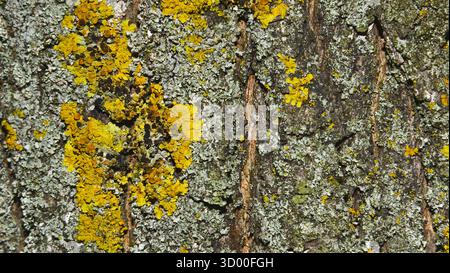 Tree bark with yellow lichen and moss close up. Natural background. This natural composition reflects a micro-ecosystem, with the lichen and moss. Stock Photo