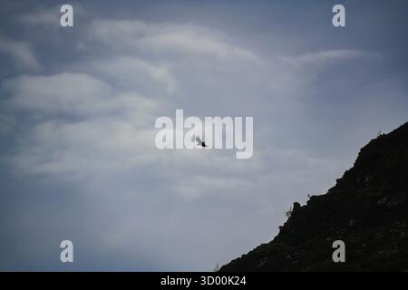White tailed sea eagle soaring beside coastal cliff on the Isle of Skye Stock Photo