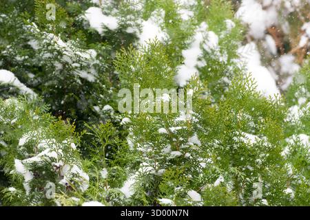 Winter photo of snow falling on the branches of snowy green trees. Heavy snow falling on thuja brances. Stock Photo