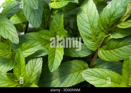 Fresh mint leaves in close up photo. Mint is an aromatic plant, part of an extended family, along with  thyme, savory, marjoram, sage, lavender. Stock Photo