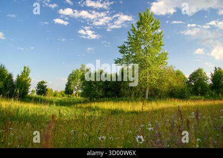 Sunlit birch tree standing in partial shade in a meadow with blue sky and soft white clouds in the background Stock Photo