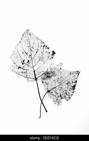 Graphic monochrome image of two leaves and stalks of Boack poplar reduced to network of veins Stock Photo