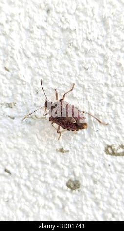 stinky beetle, cereal bug walking on a rough white wall Stock Photo