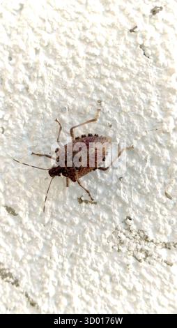 stinky beetle, cereal bug walking on a rough white wall Stock Photo