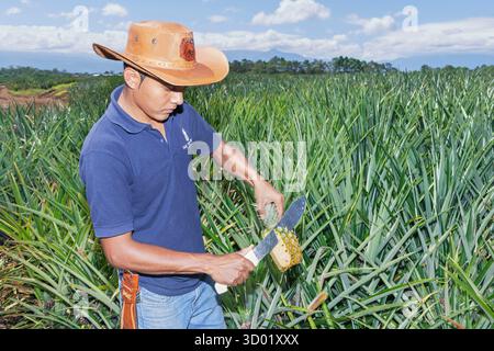 Costa Rica, Sarapiqui, Pineapple plantation Stock Photo