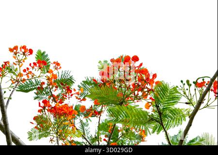 Royal Poinciana Branch with Red Flowers and Green Leaves Isolated on White Background Stock Photo