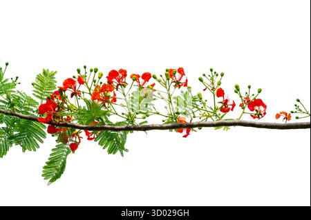 Royal Poinciana Branch with Red Flowers and Green Leaves Isolated on White Background Stock Photo