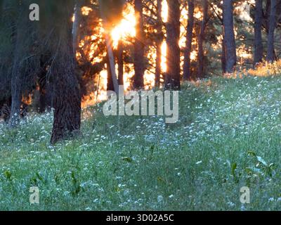 Sunset through woodland trees, Peschici , Gargano Region, Puglia, Italy Stock Photo