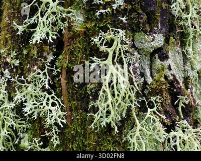 Lichen on Tree (Ramalina farinacea) Monte Sant' Angelo, Gargano Region, Puglia, Italy, Stacked Image Stock Photo