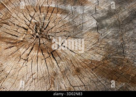 Wood texture of cracked tree stump Stock Photo