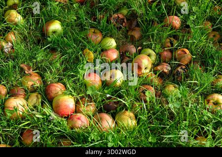 windfall apples on grass in an english garden, norfolk, england Stock Photo