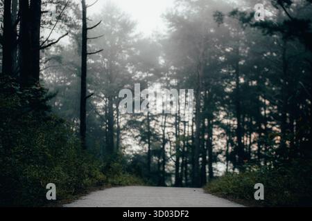 A serene pathway winds through a foggy forest, surrounded by tall trees and lush greenery. The soft mist creates a tranquil atmosphere Stock Photo