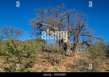 Leafless Baobab tree on a hill, under a blue sky, in northern Namibia. Stock Photo