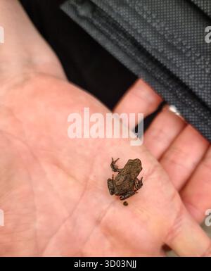 A small frog sits on a female hand next to a Corona mask Stock Photo