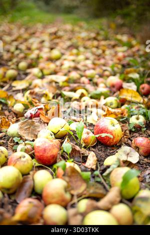 Close up of English windfall apples lying fallen on the ground near a UK woodland path. Mother Nature's answer to free food when foraging in the wild. Stock Photo