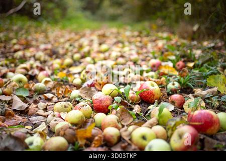 Close up of English windfall apples lying fallen on the ground near a UK woodland path. Mother Nature's answer to free food when foraging in the wild. Stock Photo
