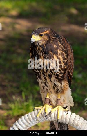 Common Buzzard (Buteo Buteo) on perch Stock Photo