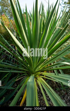 Yucca in a garden in autumn light Stock Photo