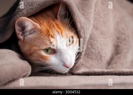 Ginger tabby cat hiding under warm blanket. Cold in the apartment concept Stock Photo